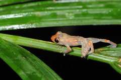 Diasporus diastema