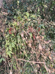 Nandina domestica