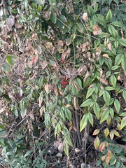 Nandina domestica