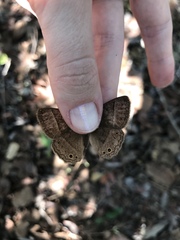 Yphthimoides patricia