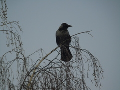 Corvus cornix