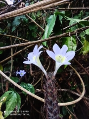 Barleria courtallica