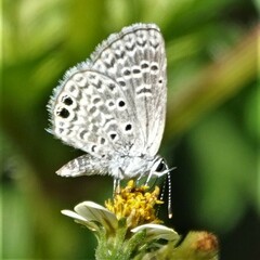 Hemiargus