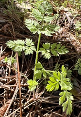 Chaerophyllum tainturieri