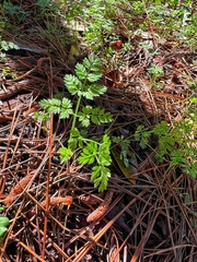 Chaerophyllum tainturieri