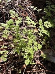 Chaerophyllum tainturieri