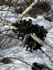 Platismatia tuckermanii