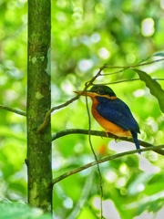 Actenoides concretus
