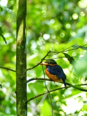 Actenoides concretus