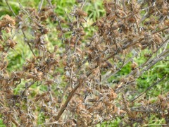 Xanthium spinosum