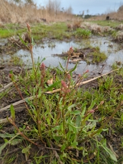 Rumex hastatulus