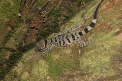 Cyrtodactylus bidoupimontis