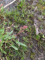 Rumex hastatulus