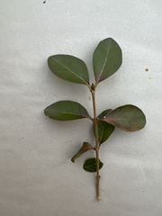 Ligustrum vulgare