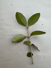 Ligustrum vulgare