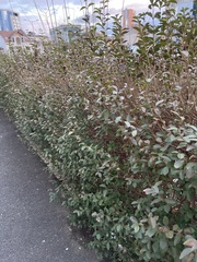 Ligustrum vulgare