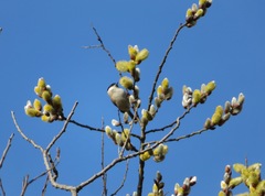 Poecile palustris