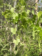 Melothria pendula