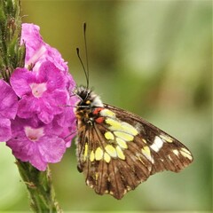 Catasticta nimbice