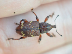 Hylobius transversovittatus