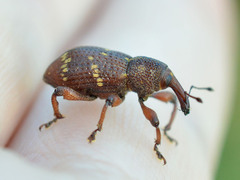 Hylobius transversovittatus