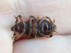 Hylobius transversovittatus