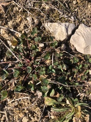 Medicago lupulina