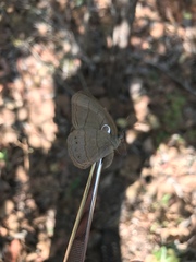 Nhambikuara cerradensis