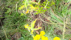Otomyini