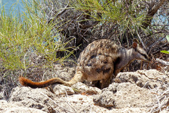 Petrogale lateralis