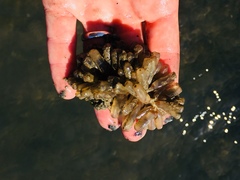 Ecteinascidia turbinata