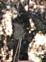 Nhambikuara cerradensis