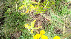 Otomyini