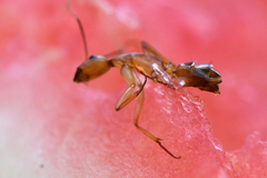 Camponotus maculatus