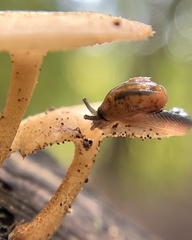 Ovachlamys fulgens
