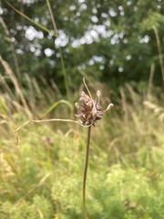 Allium oleraceum
