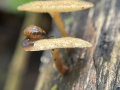 Ovachlamys fulgens
