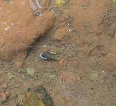 Melanoides tuberculata