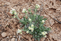 Cryptantha crassisepala