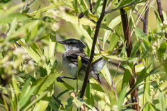 Serpophaga subcristata