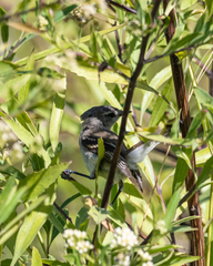 Serpophaga subcristata