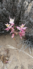 Alstroemeria hookeri