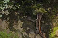 Anolis humilis