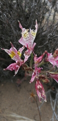 Alstroemeria hookeri