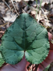 Cyclamen