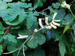 Corydalis balansae