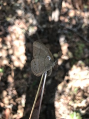 Nhambikuara cerradensis