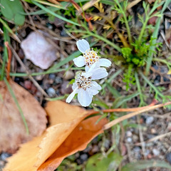 Achillea ptarmica