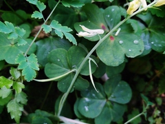 Corydalis balansae