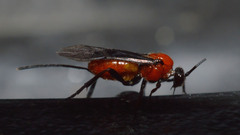 Braconinae